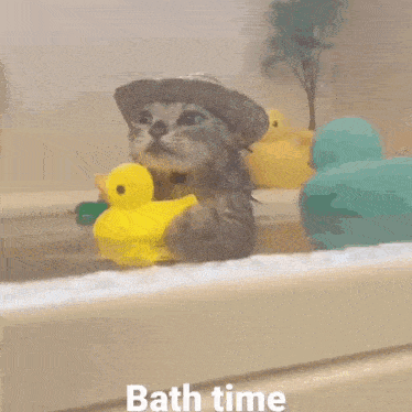 Cat Bath GIF - Cat Bath Bath Time GIFs