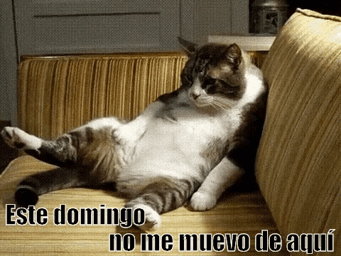 Gato Este Domingo No Me Muevo De Aquí GIF - Cat Fat Couch GIFs
