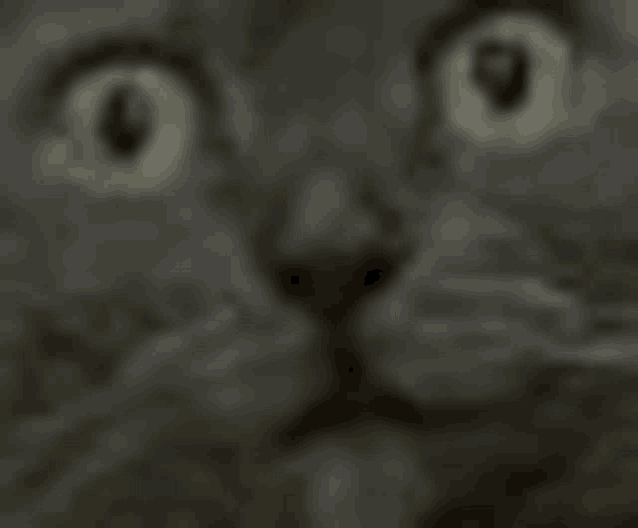 a close up of a cat 's face with a blurred background .