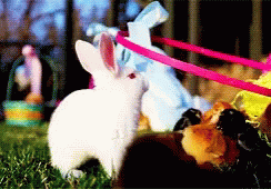 Rabbit Rabbit Rabbit Chics GIF - Rabbit Rabbit Rabbit Chics Baby Animals GIFs