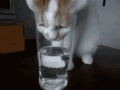 a cat is drinking water from a glass with its eyes closed