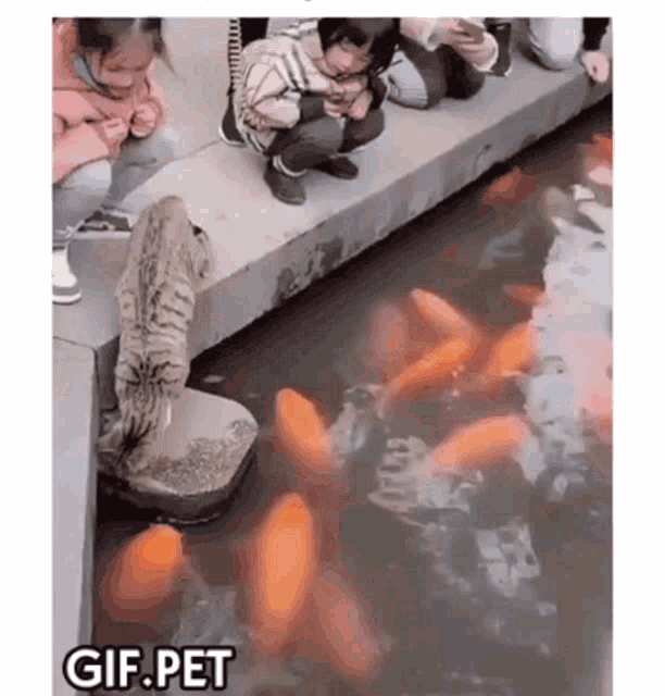 Cat Fish GIF - Cat Fish Playing GIFs