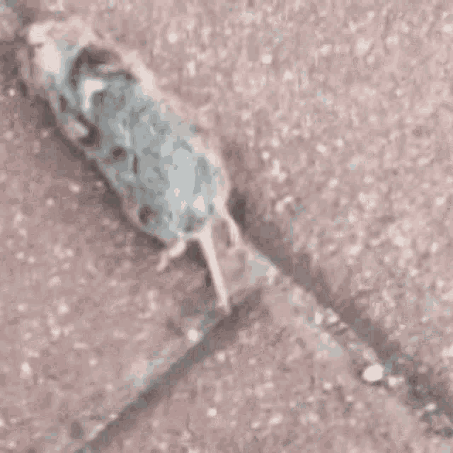 a close up of a rat laying on the ground with a blurred background .