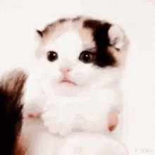 Cats Tail GIF - Cats Tail Play GIFs