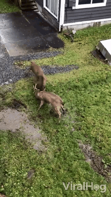 Bucks Fighting Viralhog GIF - Bucks Fighting Viralhog Horn Fighting GIFs