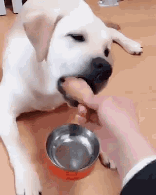 Dogs Funny GIF - Dogs Funny Eating GIFs