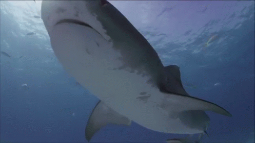 Slo-mo Swim GIF - Sharks Nature Discovery GIFs