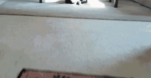 a black and white cat is laying on a carpeted floor .