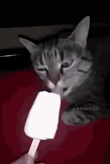 Cat Scream GIF - Cat Scream Brain Freeze GIFs
