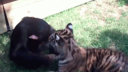 More Friends! GIF - Monkeys Tigers Dogs GIFs