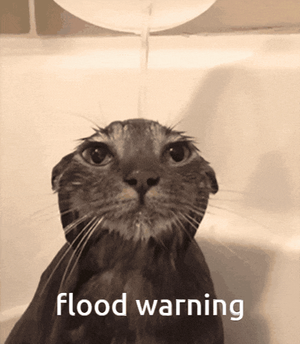 a cat in a bathtub with the words flood warning written below it