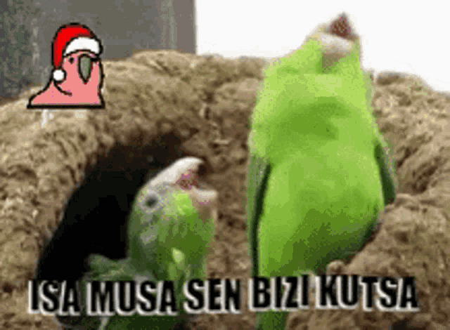 two green birds are standing next to each other and one has a santa hat on its head .