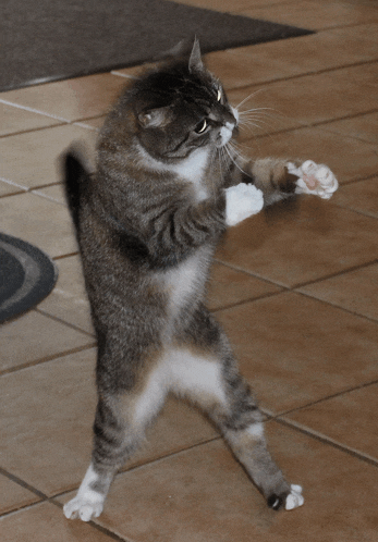 a cat is standing on its hind legs and looking at the camera