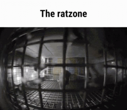 Rat Ratzone GIF - Rat Ratzone Circling GIFs