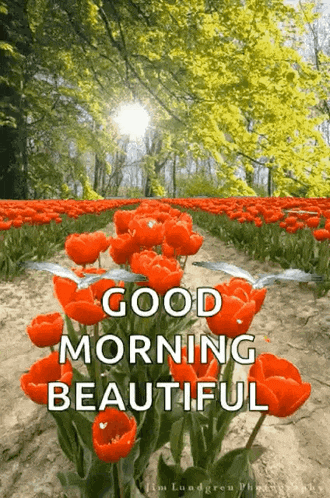a field of red flowers with the words `` good morning beautiful '' written on it .