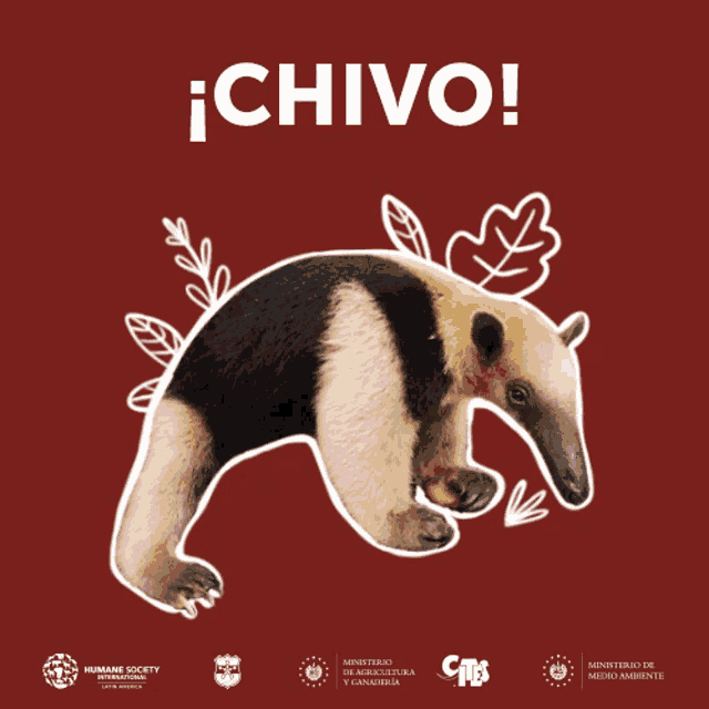 a poster with an anteater and the words chivo