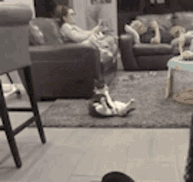 Cat Cleaning GIF - Cat Cleaning Fat GIFs