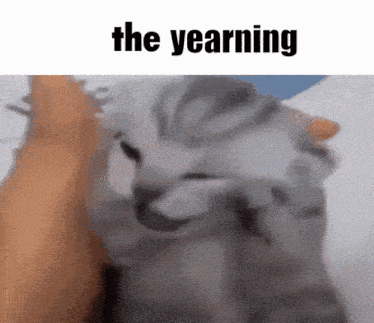Funny Cat GIF - Funny Cat The GIFs