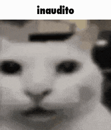 a close up of a white cat 's face with the words `` inaudito '' written above it .