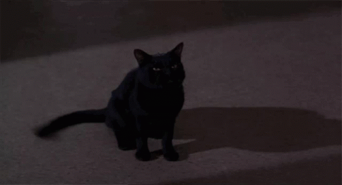 Angry Cat GIF - Angry Cat Hissing GIFs