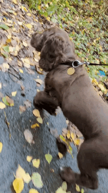 a brown dog on a leash with a tag on its collar