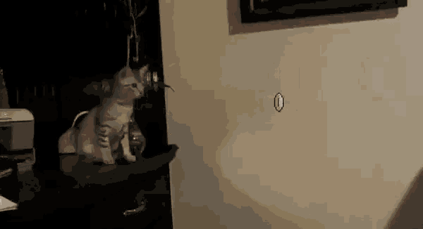 a cat is sitting on a desk in front of a door with a sticker on it .