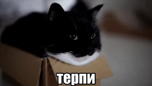 a black and white cat laying in a cardboard box with the word terpi written on the bottom