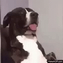 Dogs What GIF - Dogs What GIFs