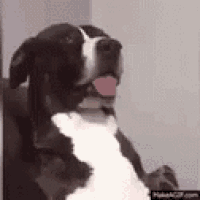 a black and white dog is sitting on a chair with its tongue out .