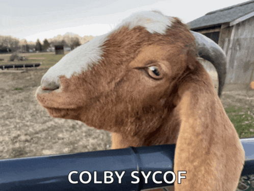 a picture of a goat with the name colby sycof on the bottom