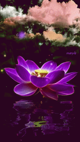 Floral Flower GIF - Floral Flower Water Reflection GIFs