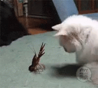 Cat Fight GIF - Cat Fight Silly GIFs