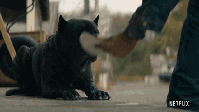 a person petting a black dog with a netflix logo in the corner