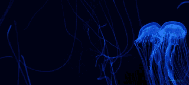 a glow in the dark jellyfish is floating in the water