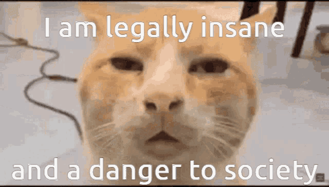 Kiwi Discord Cat GIF - Kiwi Discord Cat Insane Cat GIFs