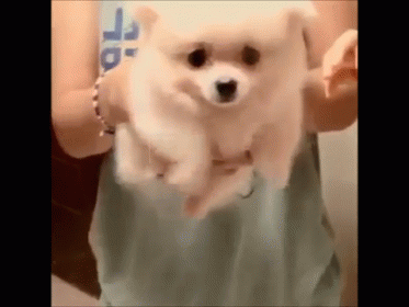"Swimming" Dog GIF - Dog Puppy Cute GIFs