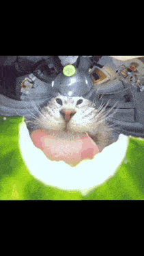 a close up of a cat 's face with a cucumber on its head