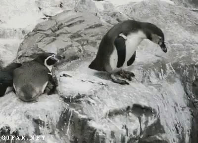 Funny Pets GIF - Funny Pets Penguin GIFs
