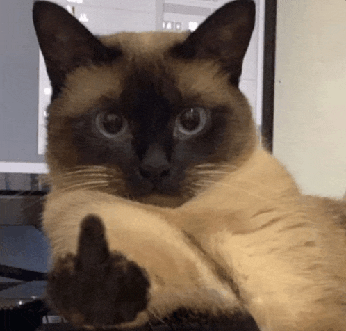 a siamese cat is giving the middle finger to the camera