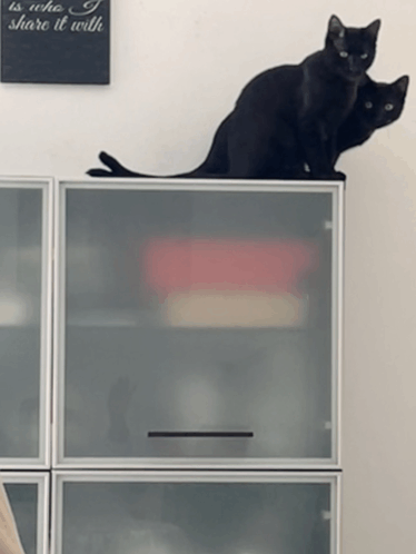 Black Cats GIF - Black Cats Black Cat GIFs