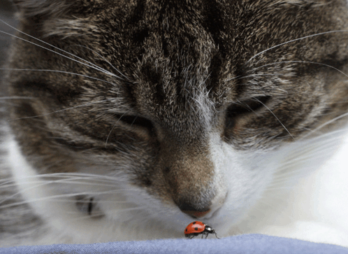 Lady Bug Cat GIF - Lady Bug Cat Woahhhhhh GIFs