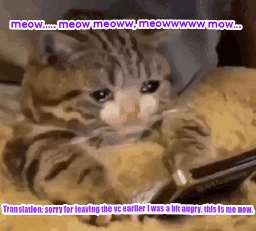 Sad Cat Sadcat GIF - Sad Cat Cat Sadcat GIFs