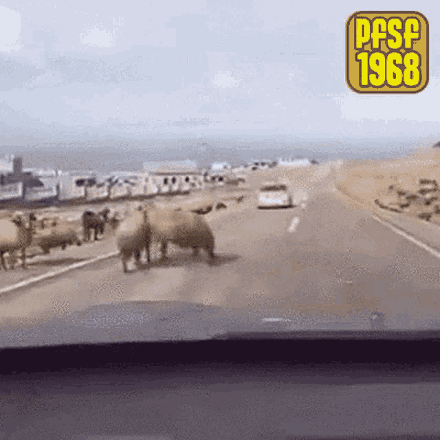 a group of sheep are walking down a highway with the year 1968 on the bottom