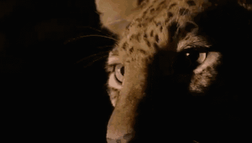 a close up of a leopard 's face with the words " the secret leopards " behind it