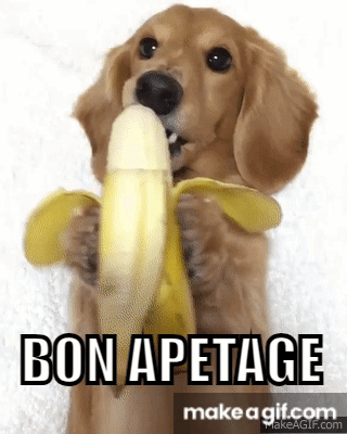 Bon Apetage Dog GIF - Bon Apetage Dog Banana GIFs