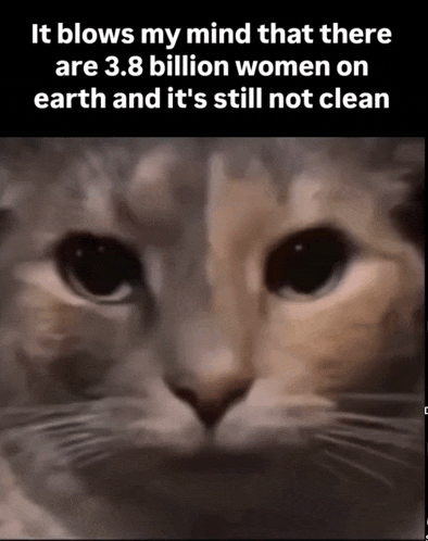 a close up of a cat with a caption that says it blows my mind that there are 3.8 billion women on earth