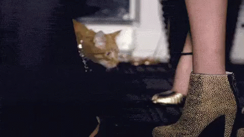 Swag GIF - Swag Cats Fabulous GIFs