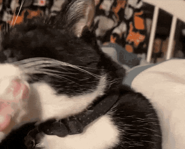 a black and white cat wearing a black collar is laying on a bed