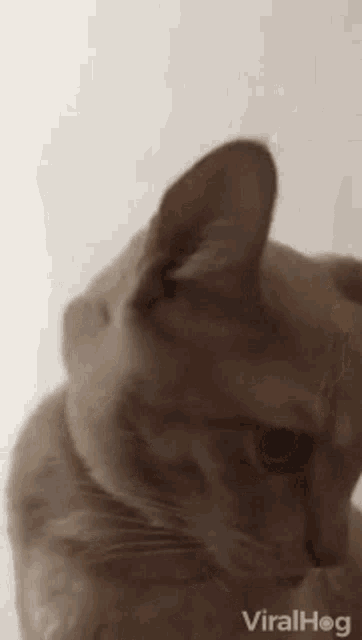 Panting Cat GIF - Panting Cat Tongue Out GIFs