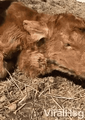 Heifer With Her Heart In Her Neck Calf GIF - Heifer With Her Heart In Her Neck Heart In Her Neck Calf GIFs